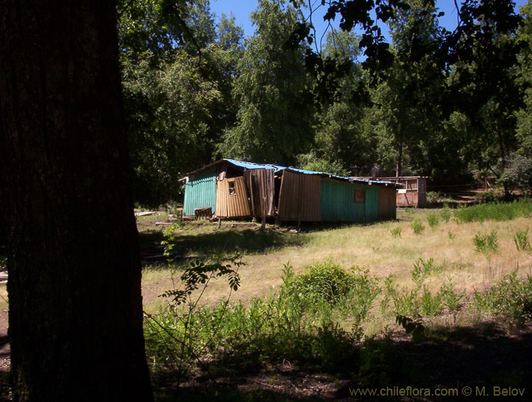 Image of a house which is falling apart.