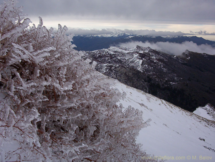 Waiting for Spring: