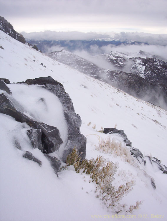 View of ice-covered slope, stones and frozen plants, Vilches, Lircay, Chile.