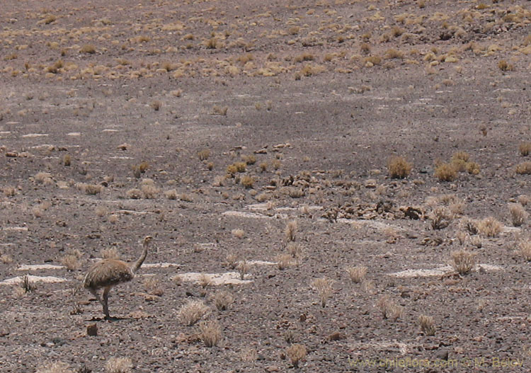 Ñandu:South American ostrich. They live from Patagonia to Atacama and reach altitudes well over 4000 m... on feet obviously.