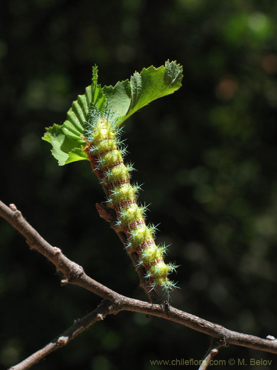 Caterpillar at work: