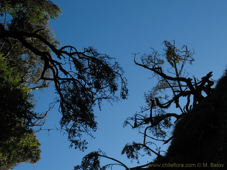 An image of two trees against the sky.