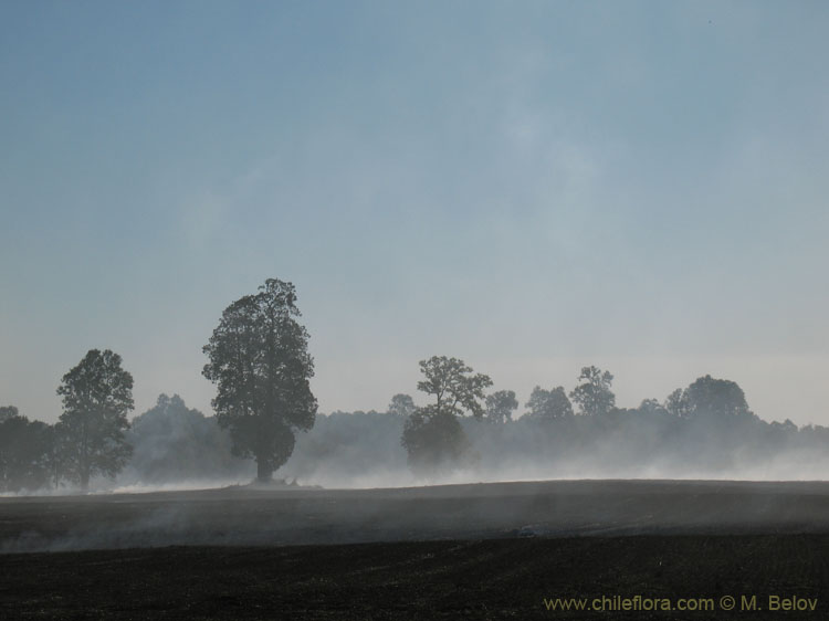 Just Stupid Custom:Chilean custom of burning the fields after harvest... At least they usually do it where there is no native vegetation left. Sometimes the surrounding vegetation catches fire...