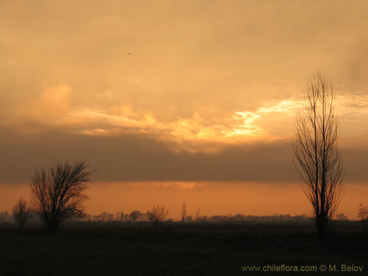 An image of a sunset with two trees near Talca.