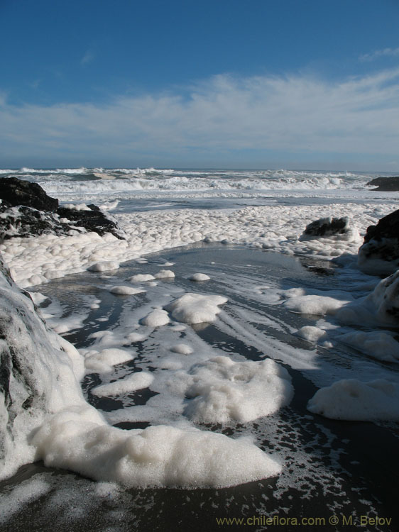 The Fury of the Sea:Pacific Ocean