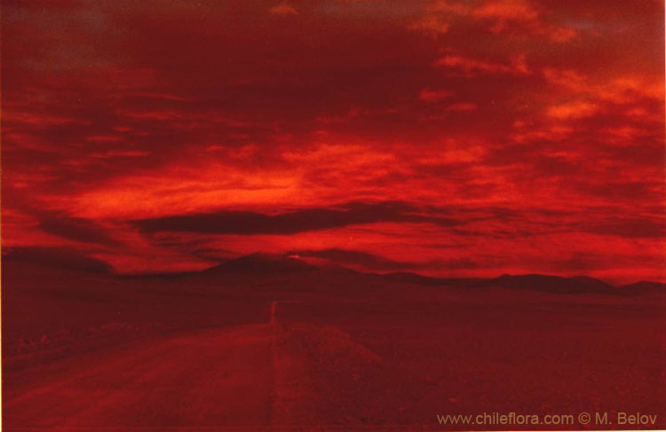 An image of a road which goes from Panamericana Highway to Salar de Pajonales at sunset in very red tones, Chile.