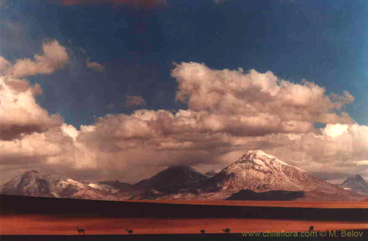 An image of mountain scenery with guanacos grazing near the Salar de Atacama, Chile.