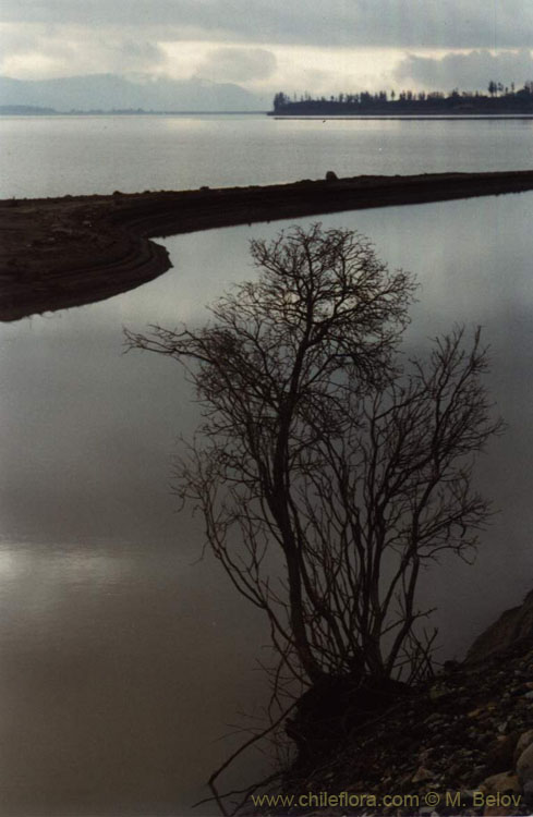 Image of a tree standing on the shore of Colbun lake.