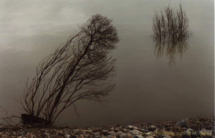 Image of two trees on the bank of Colbun Lake.