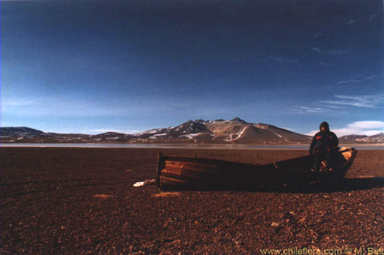 Noes Arch at Laguna del Negro Francisco:At 4300 m.