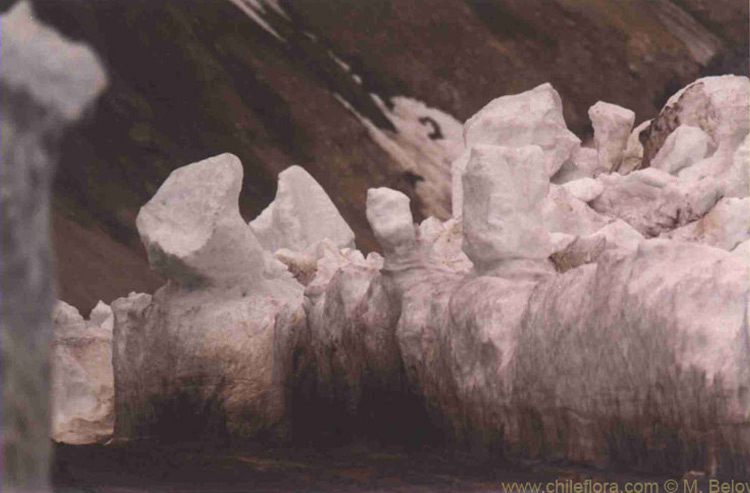 Sentinels:Remainder of snow near Santiago at 2200 m.