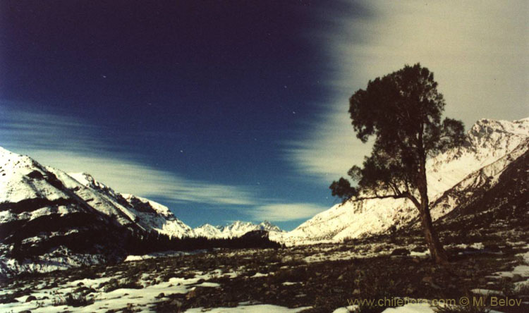 An image of the valley of Embalse de Yeso at night, with moon.