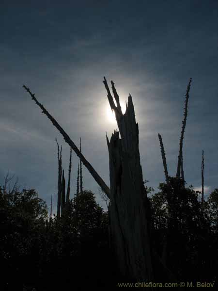 Bild von chilenischen Landschaften