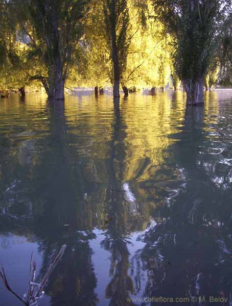 Image of a Chilean landscape