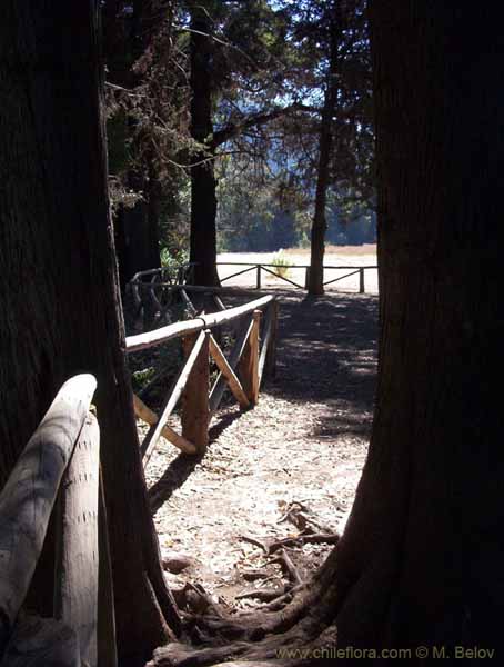 Image of a Chilean landscape