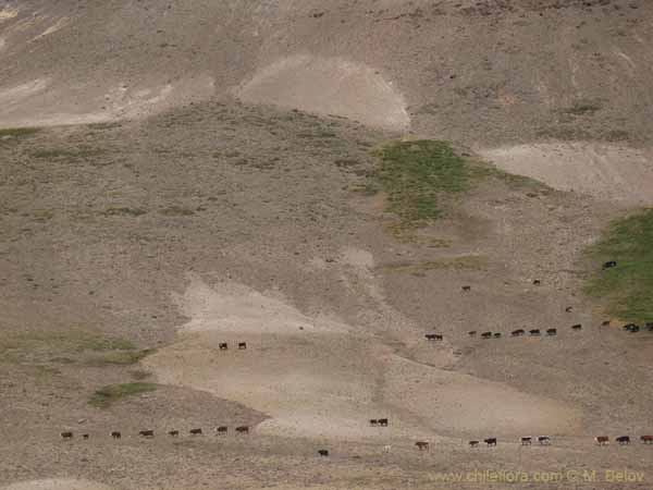 Image of a Chilean landscape