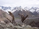 Image of dead Adesmias on a slope in the Embalse Yeso Valley.