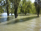 Image of trees standing in water.