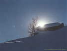 An image of a house covered by snow on a slope and a barren tree, on a sunny winter day, Farellones, Chile.