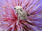 A close-up image of a bee pollinating a flower in Santiago, Chile.