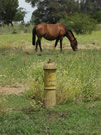 An image of a horse grazing on a small field in Santiago.