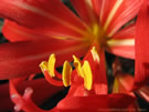 Close-up photo of a Rhodophiala.