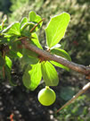 Close-up (Macro) Photo of Calafate with a berry, an edible plant, at Radal Siete Tasas National Park.