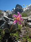 A photo of Añañuca (Rhodophiala), Radal Siete Tasas National Park.