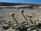 Image of Naussavia plants in the foreground, with volcanic-ash slopes partially covered by snow, Laguna Maule.