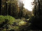 Image of a ghostly, abandoned autumn road in the evening.