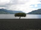 Image of a solitary tree on the shore of Calafquen lake.
