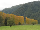 Image of a row of trees with yellow autumn leaves in a field and mountain in the rear.