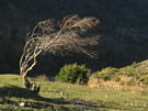 An image of a tree bent by the winds