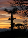 An image of Araucaria at dawn