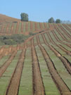 An image of field with planted trees