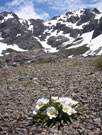 A view of Calandrinia Affinis with Cerro Peine in the background, Vilches, Lircay, Chile