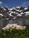 A view of Calandrinia Affinis Flowers with Laguna Alto and Peine in the background, Vilches, Lircay, Chile.