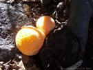 Close-up photo of Digue�es mushrooms.