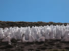 Praying Monks:Or so they are called in Spanish - penitentes. They lament their inevitable death in a few days.