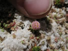 Dwarf Beauty:Baccharis acaulis struggling through the salt crystals.