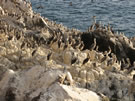 Pelican Island:Islands off the coast are heaven for birdlife. This place is about 30 km. north of Tal-tal.