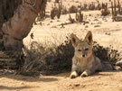 Will You Feed Me?:In tourist spots, like here in Pan de Azucar, the foxes are used (and expect)  to be fed by the visitors...