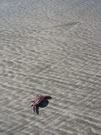 Crab:Some areas in Chile have tropical-looking beaches, but the water is hardly over 20 C.