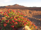 But sometimes the Desert blooms...: