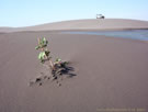 An image of young plant growing out of sand, at Putu dunes, Chile.