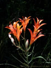 Image of an  Alstroemeria.