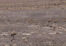 andu:South American ostrich. They live from Patagonia to Atacama and reach altitudes well over 4000 m... on feet obviously.