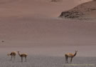Vicu�a:Endangered species, similar to Guanaco, but more slender. It was in very high demand for its fleece.