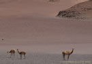 Vicua:Endangered species, similar to Guanaco, but more slender. It was in very high demand for its fleece.