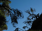 An image of two trees against the sky.